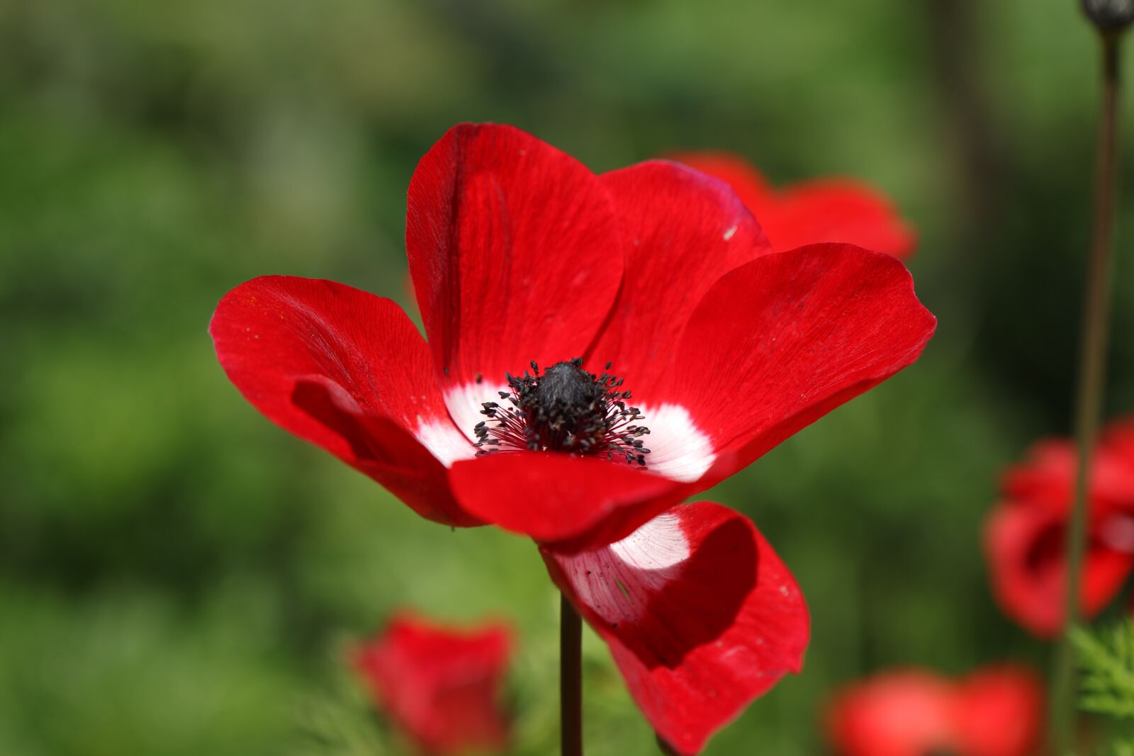 Canon EOS 7D Mark II sample photo. Flower, anemone, red photography