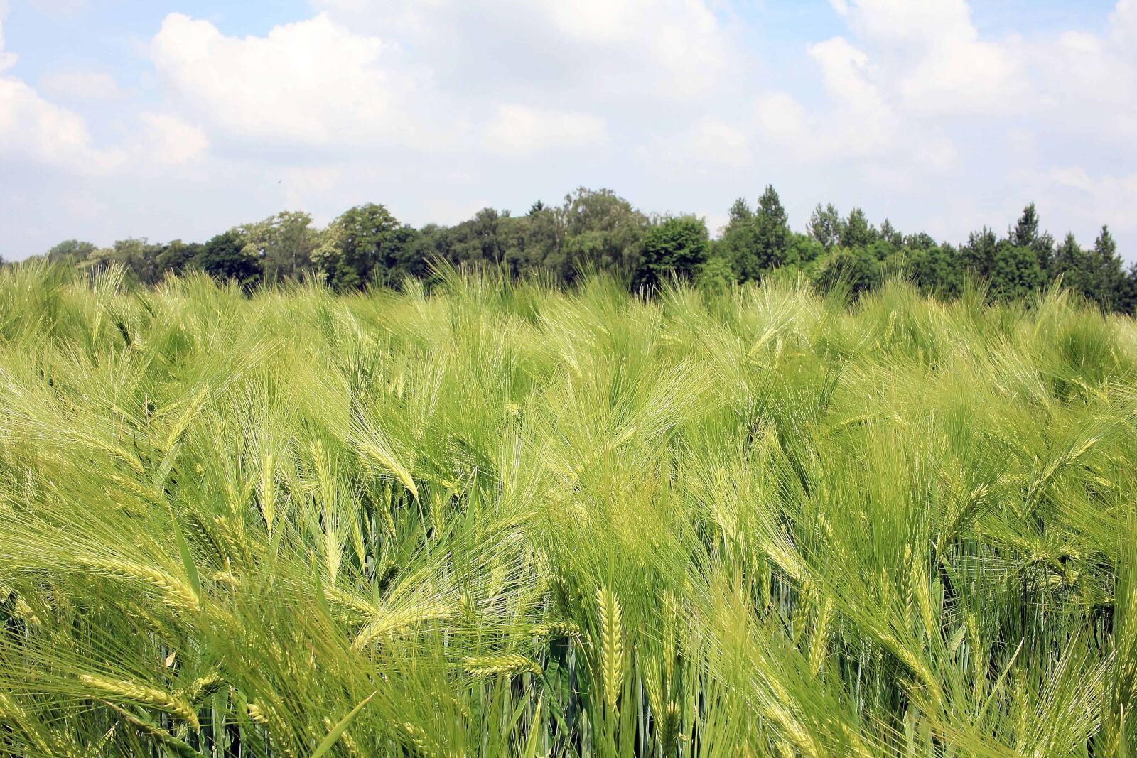 Canon EOS 550D (EOS Rebel T2i / EOS Kiss X4) sample photo. Countryside, nature, cereal, summer photography