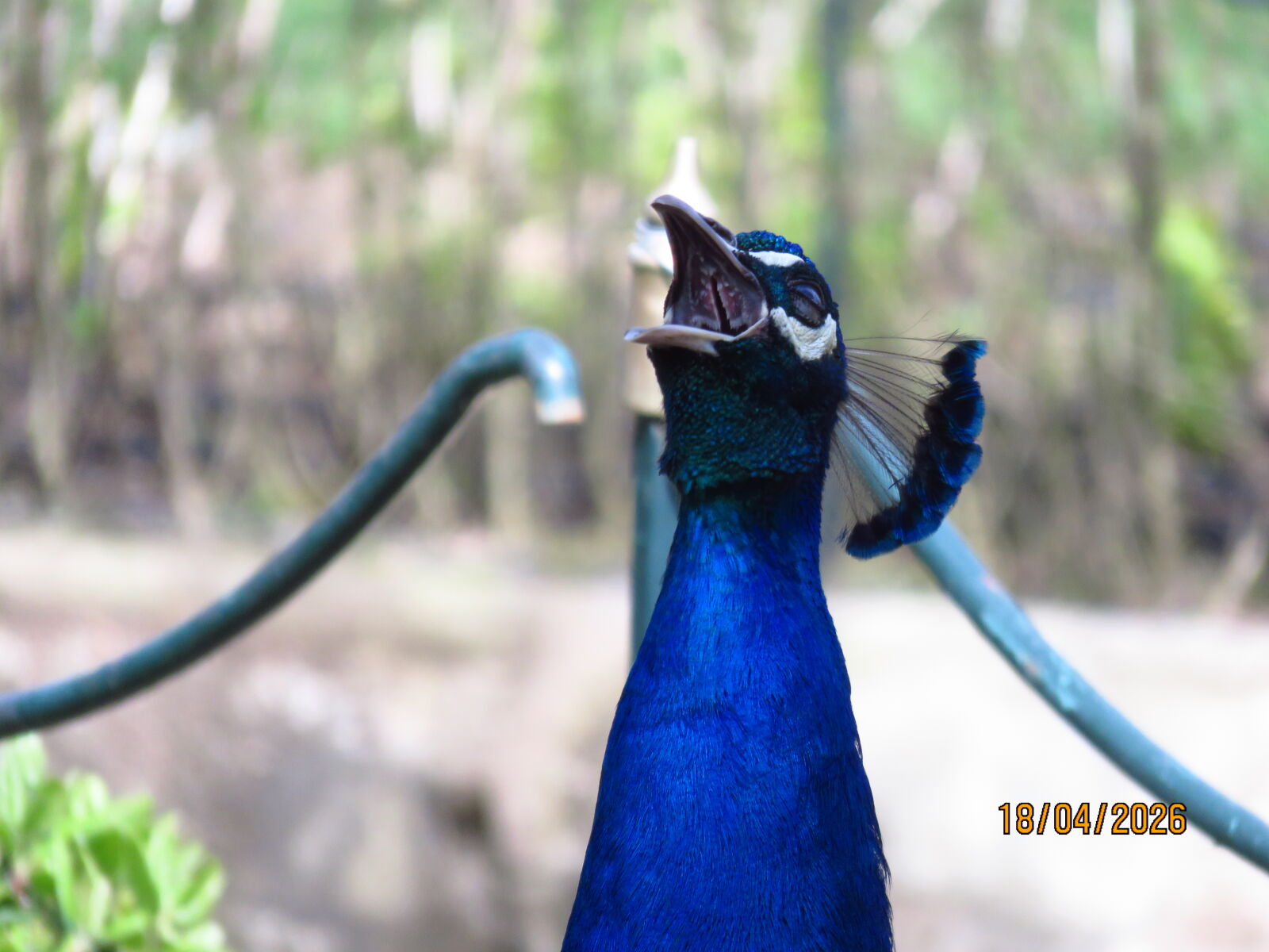 Canon PowerShot SX700 HS sample photo. Peacock in y ld photography