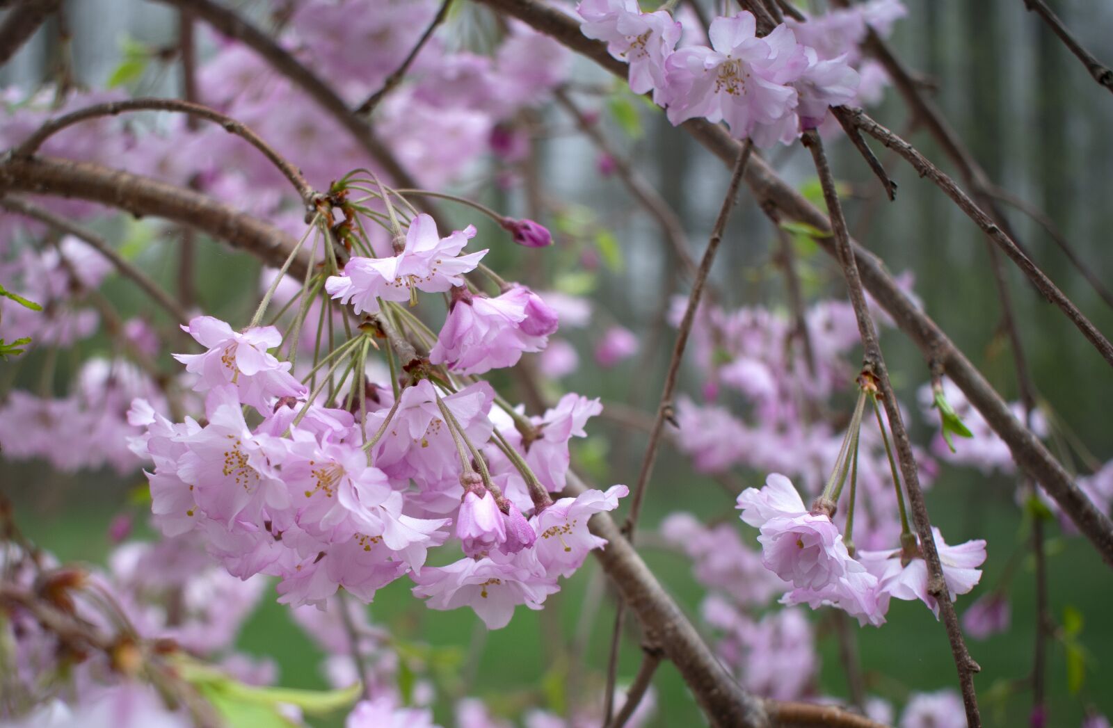 Nikon D3400 sample photo. Cherry, blossom, spring photography