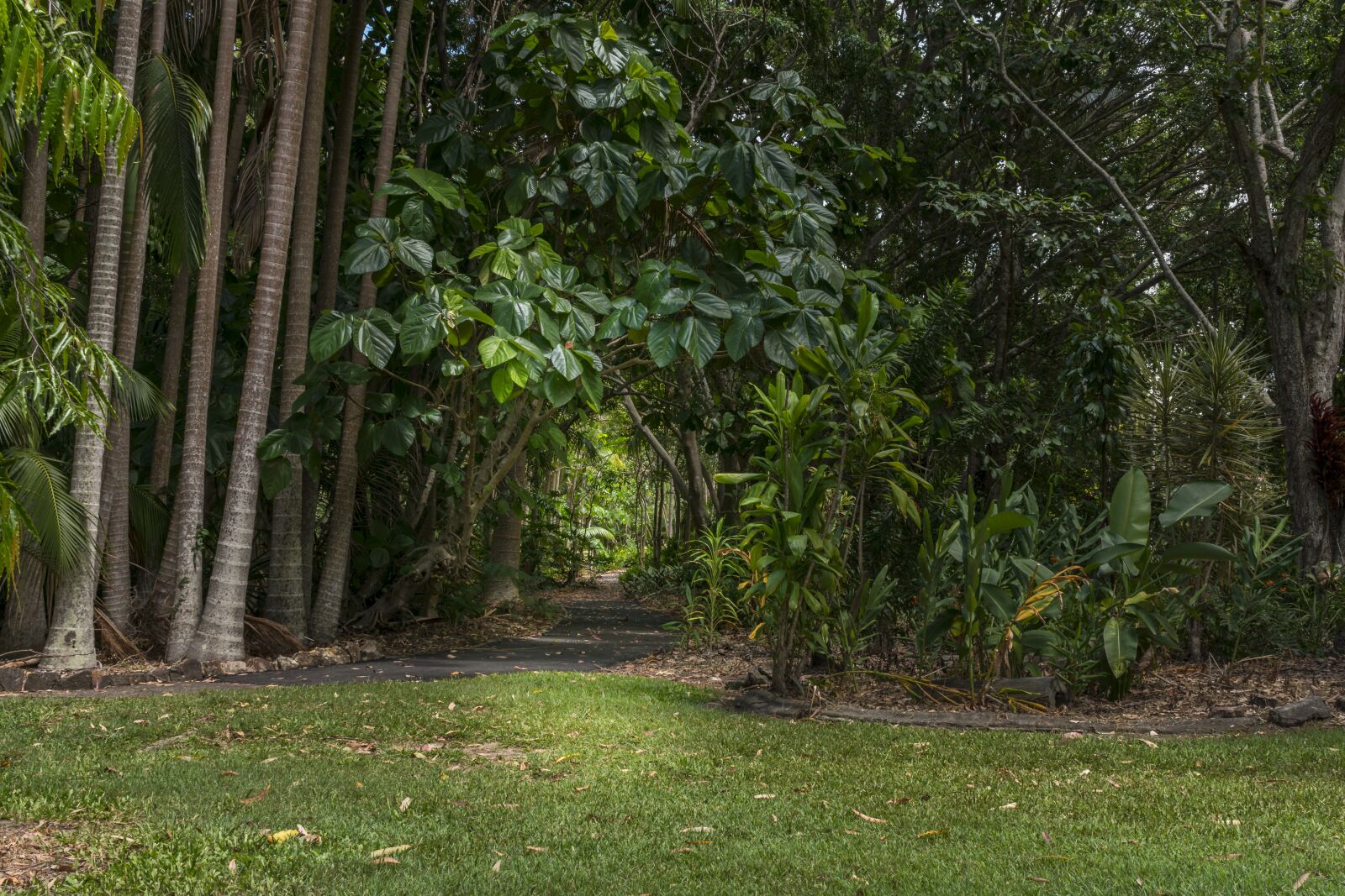 Nikon D3400 sample photo. Nature, tree, wood photography