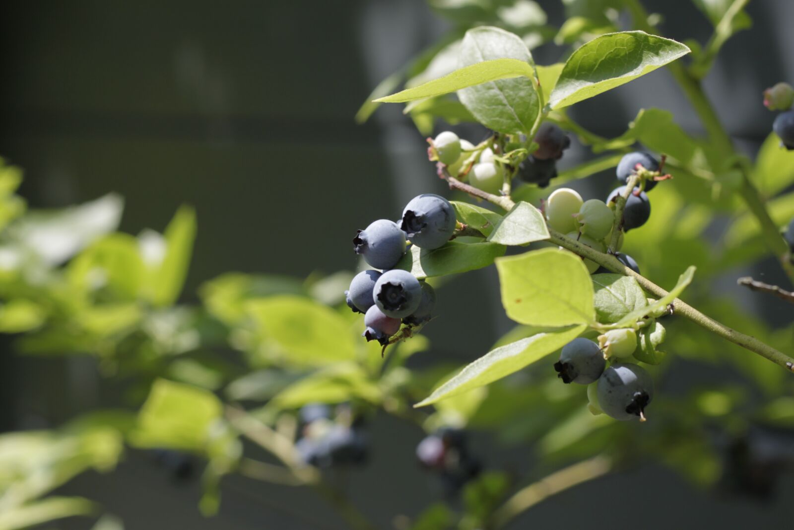 Canon EOS 500D (EOS Rebel T1i / EOS Kiss X3) sample photo. Berries, nature, blue photography