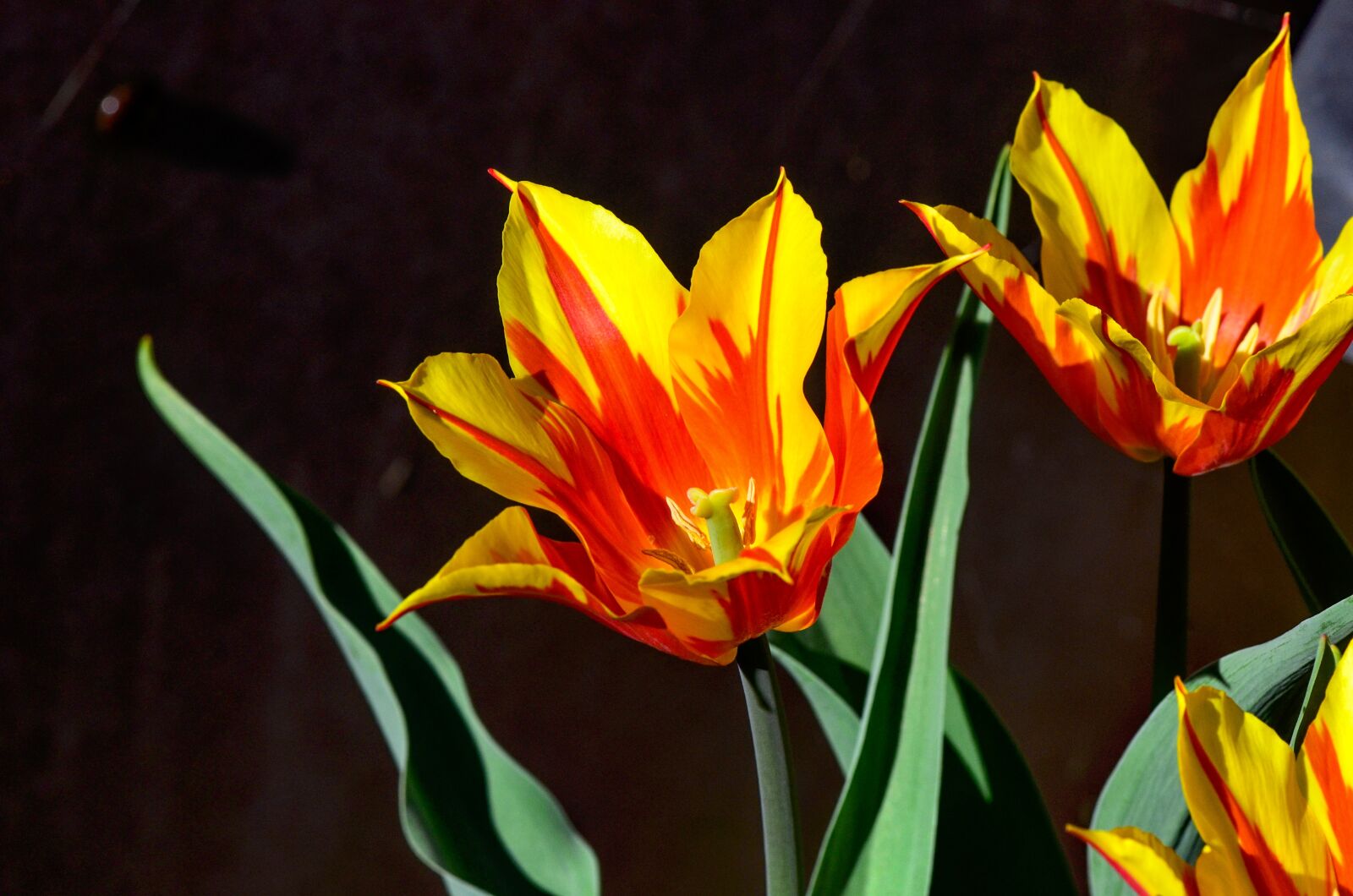 Nikon D7000 sample photo. Tulip, garden, spring photography