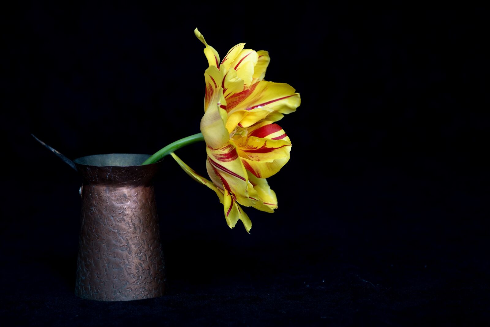 Nikon D750 sample photo. Tulip, yellow, bi color photography