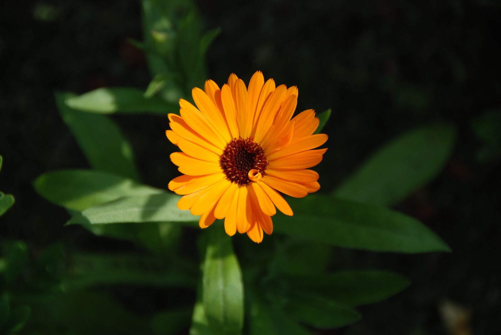 Nikon D80 sample photo. Green, marigold, plant photography