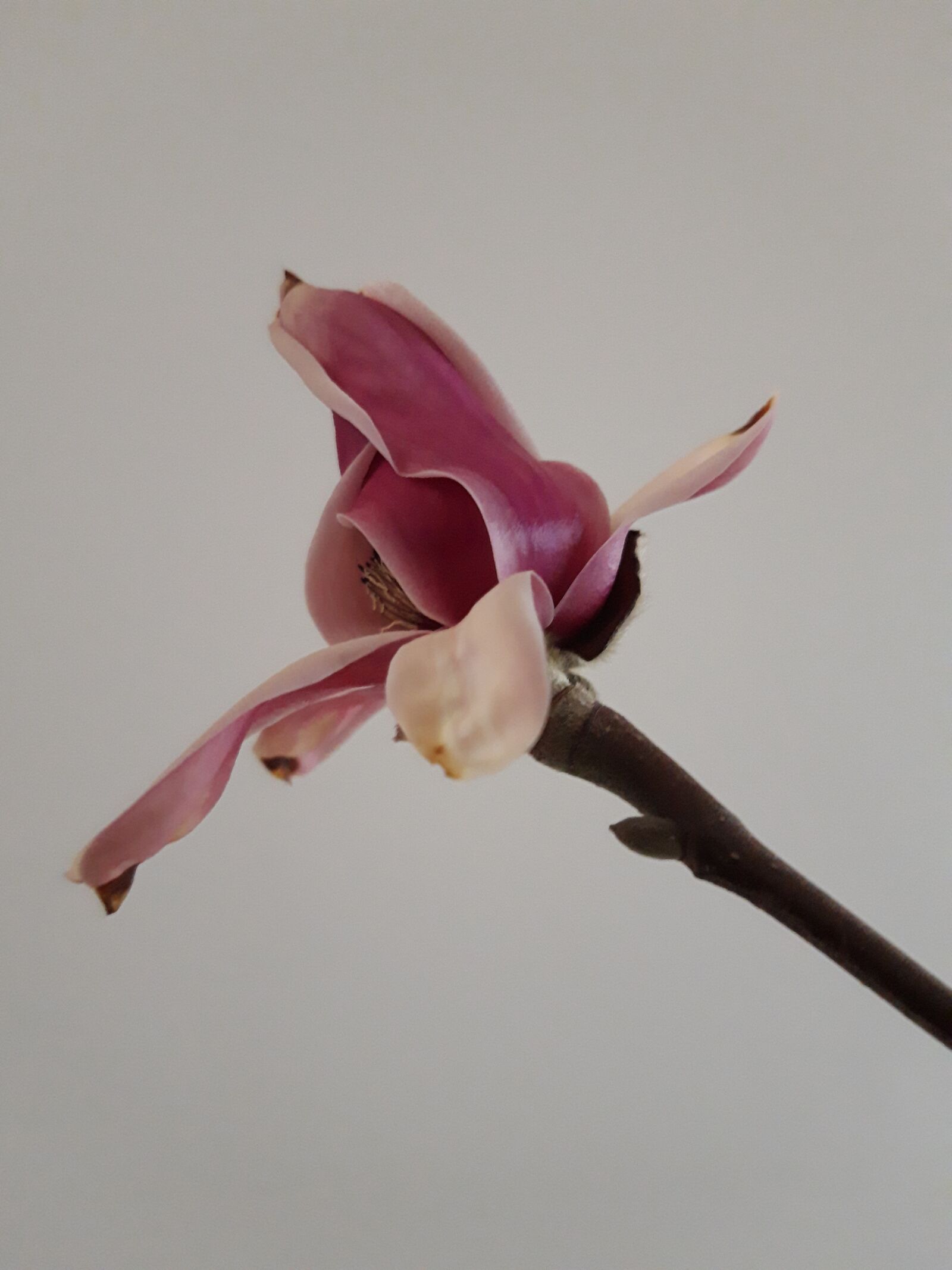 Samsung Galaxy A6 sample photo. Flower, is almost in photography