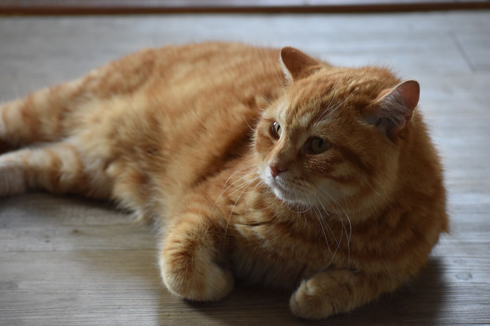 Nikon D3400 sample photo. Cat, redhead, striped photography