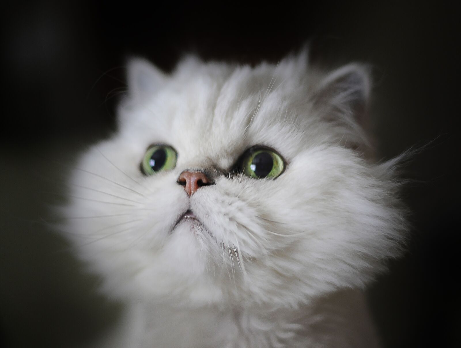 Nikon D700 sample photo. Cat, cute, downy photography