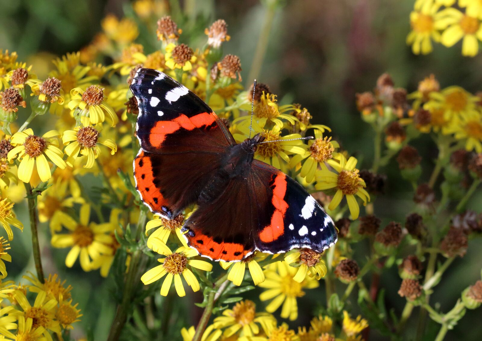 Canon EOS 80D sample photo. Red admiral, butterfly, insect photography