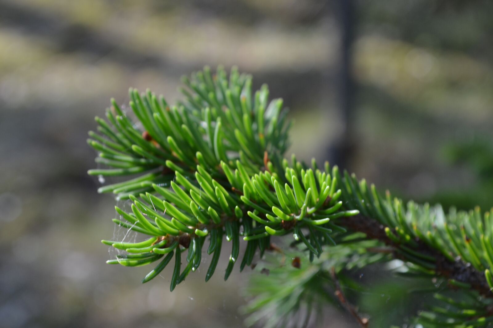 Nikon D3100 sample photo. Spruce, summer, forest photography