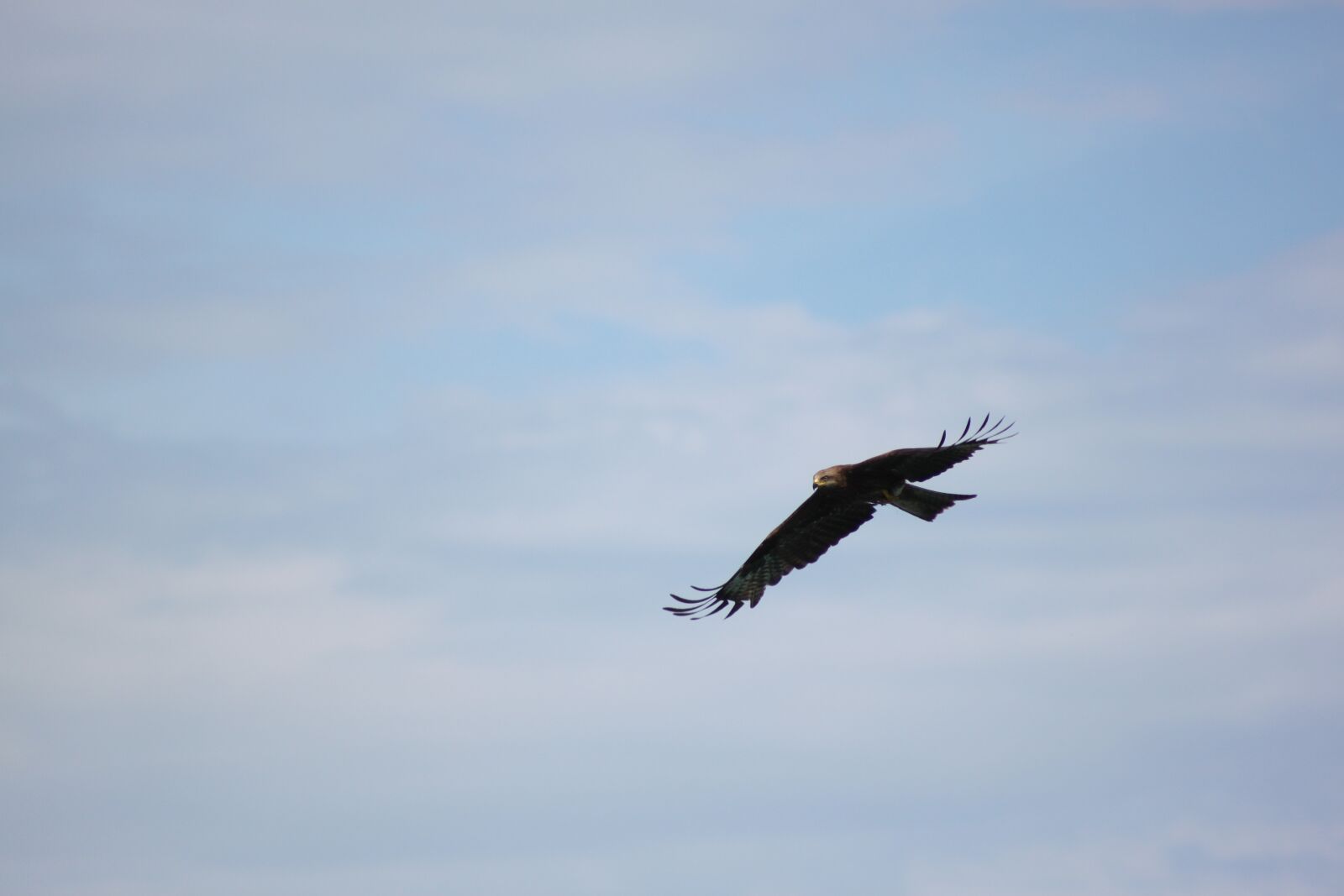 Canon EOS 500D (EOS Rebel T1i / EOS Kiss X3) sample photo. Golden eagle, bird, flight photography