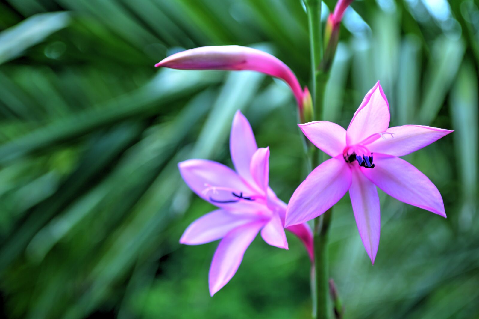 Nikon D3200 sample photo. Flower, close up, flowering photography