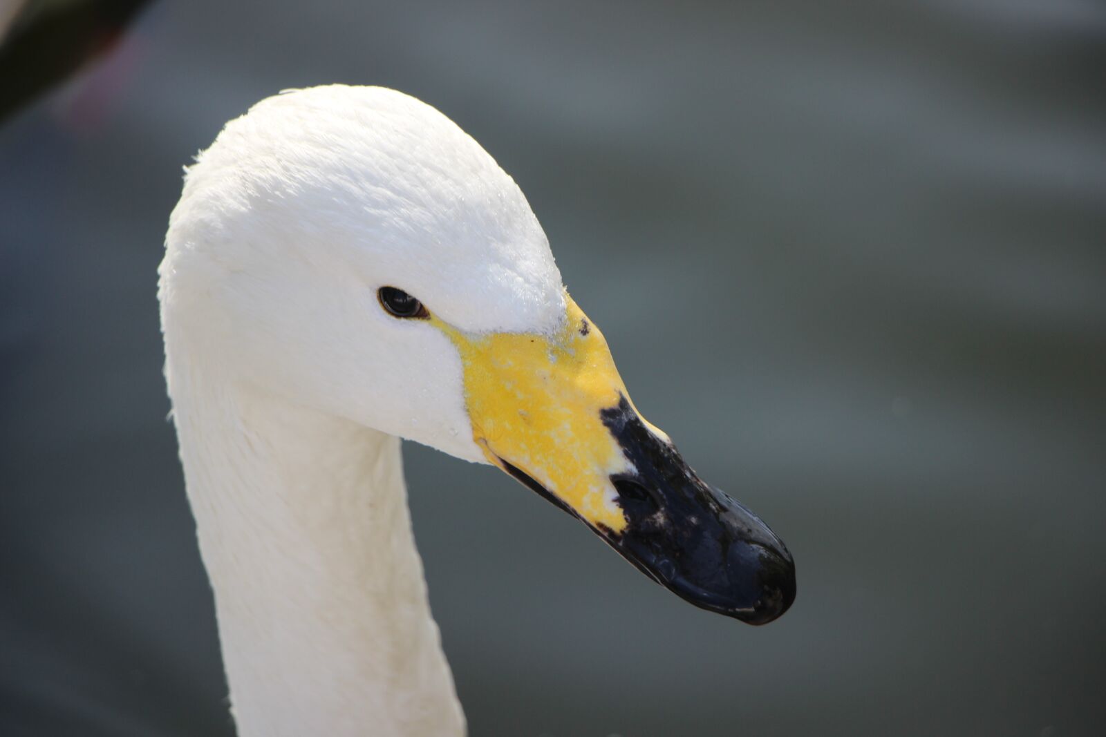 Canon EOS 600D (Rebel EOS T3i / EOS Kiss X5) sample photo. Bird, water bird, swan photography