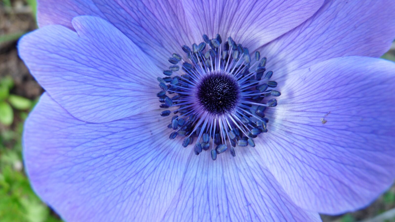 Panasonic Lumix DMC-FZ28 sample photo. Garden, bulb, stamens photography