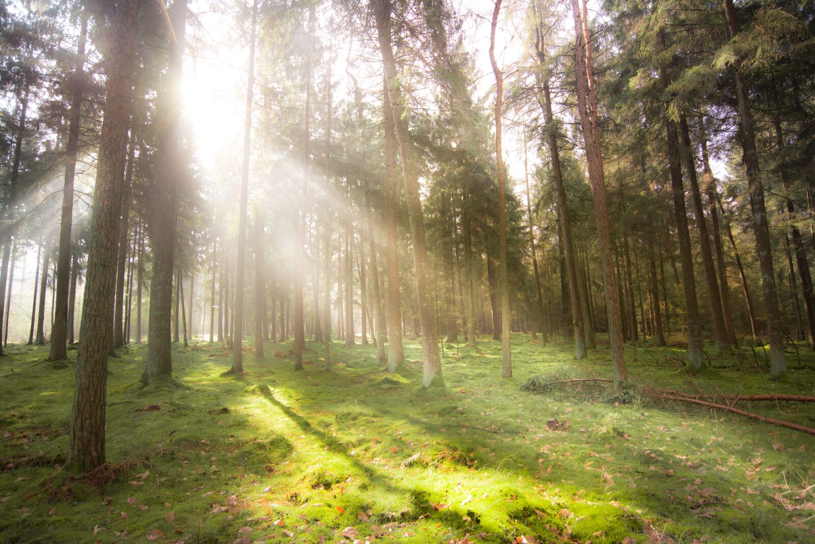Nikon D610 sample photo. Sunlight, forest, mist photography