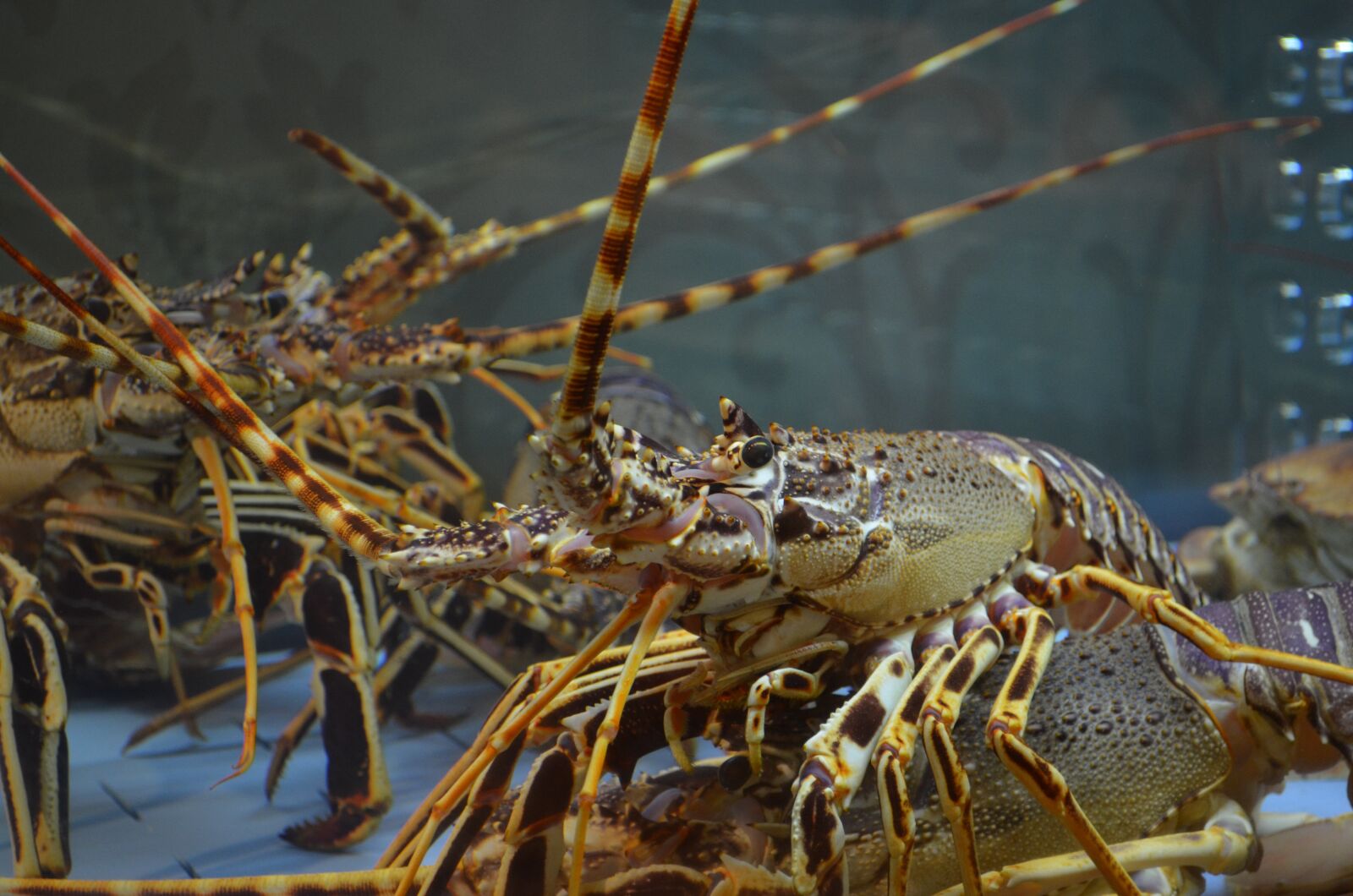 Nikon D5100 sample photo. Lobster, food, fish photography
