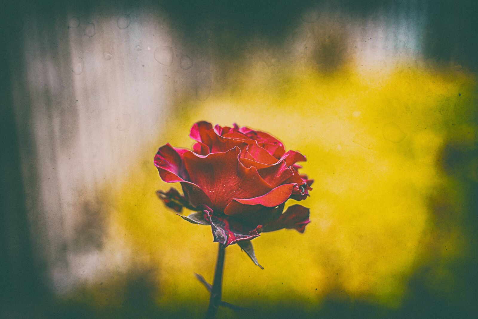 Nikon D600 sample photo. Rosa, flower, rose photography