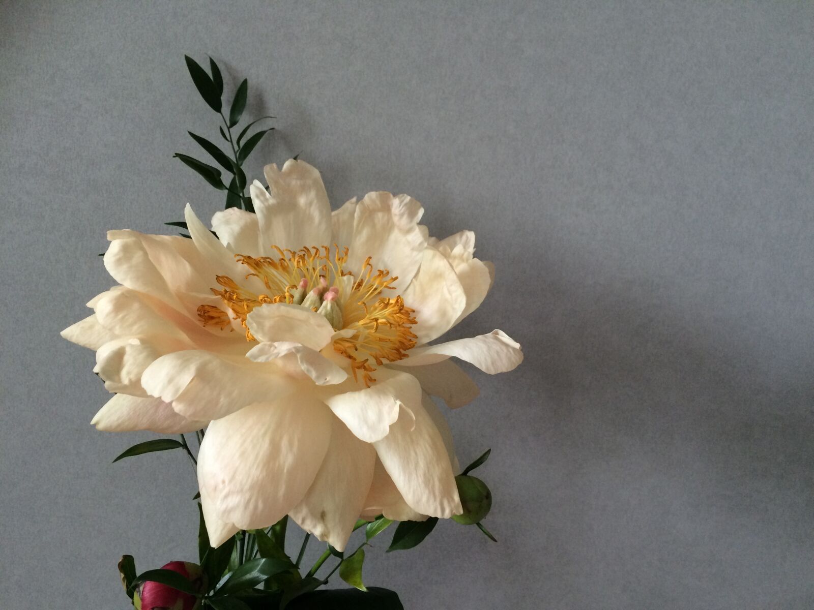 iPhone 5s back camera 4.15mm f/2.2 sample photo. Peony, flower, floral photography