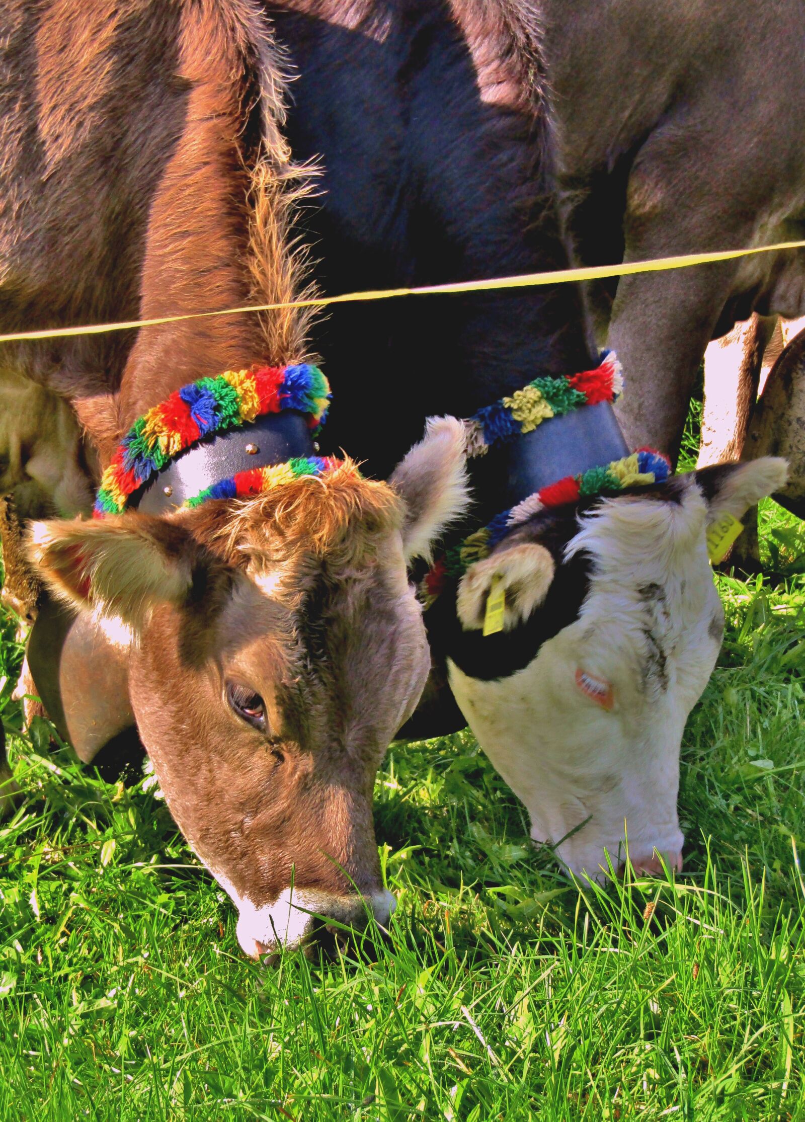Canon POWERSHOT SX432 IS sample photo. Cattle, viehscheid, tradition photography