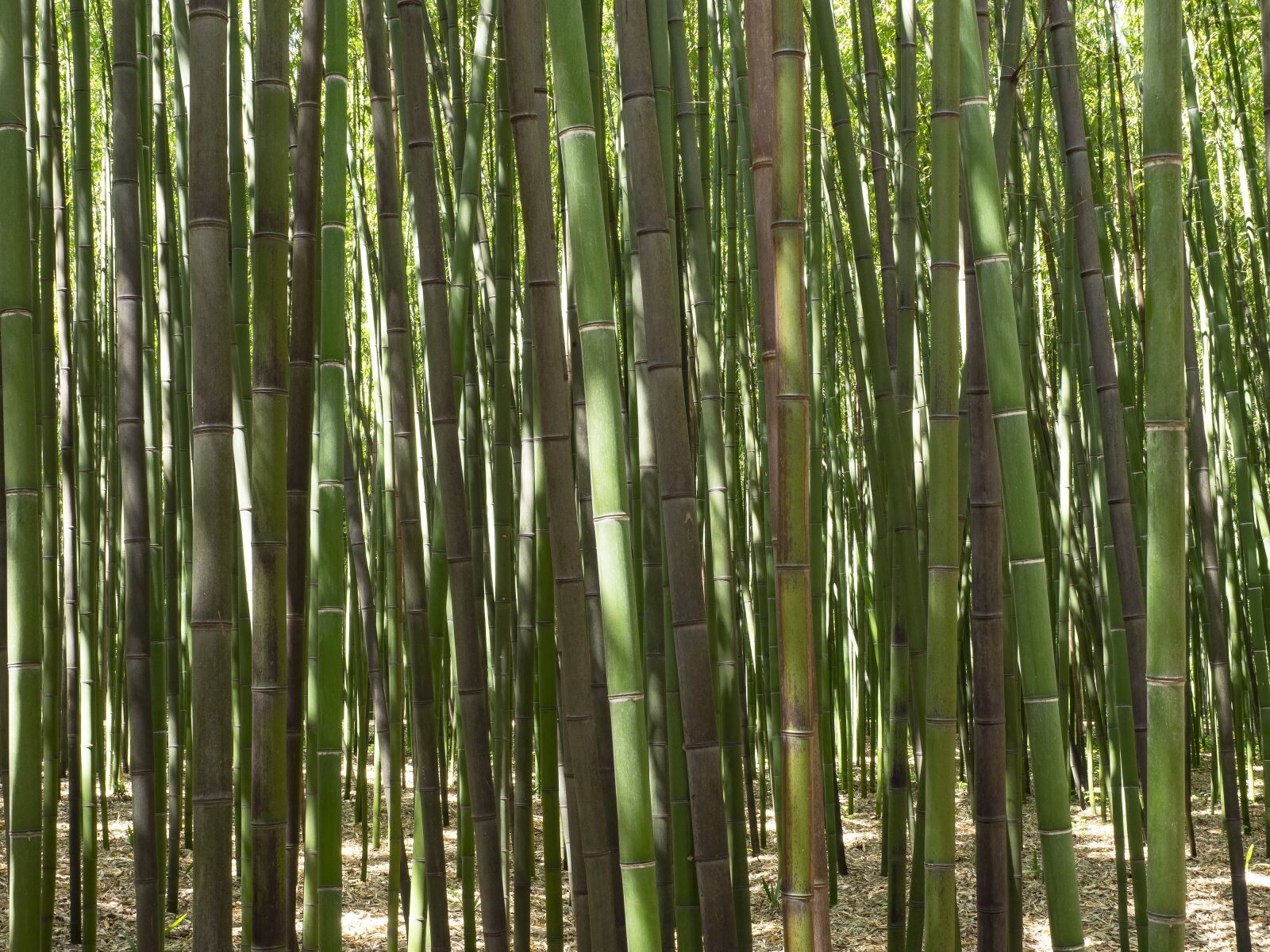 Olympus OM-D E-M1 + Olympus M.Zuiko Digital ED 12-40mm F2.8 Pro sample photo. Bamboo, forest, plants photography