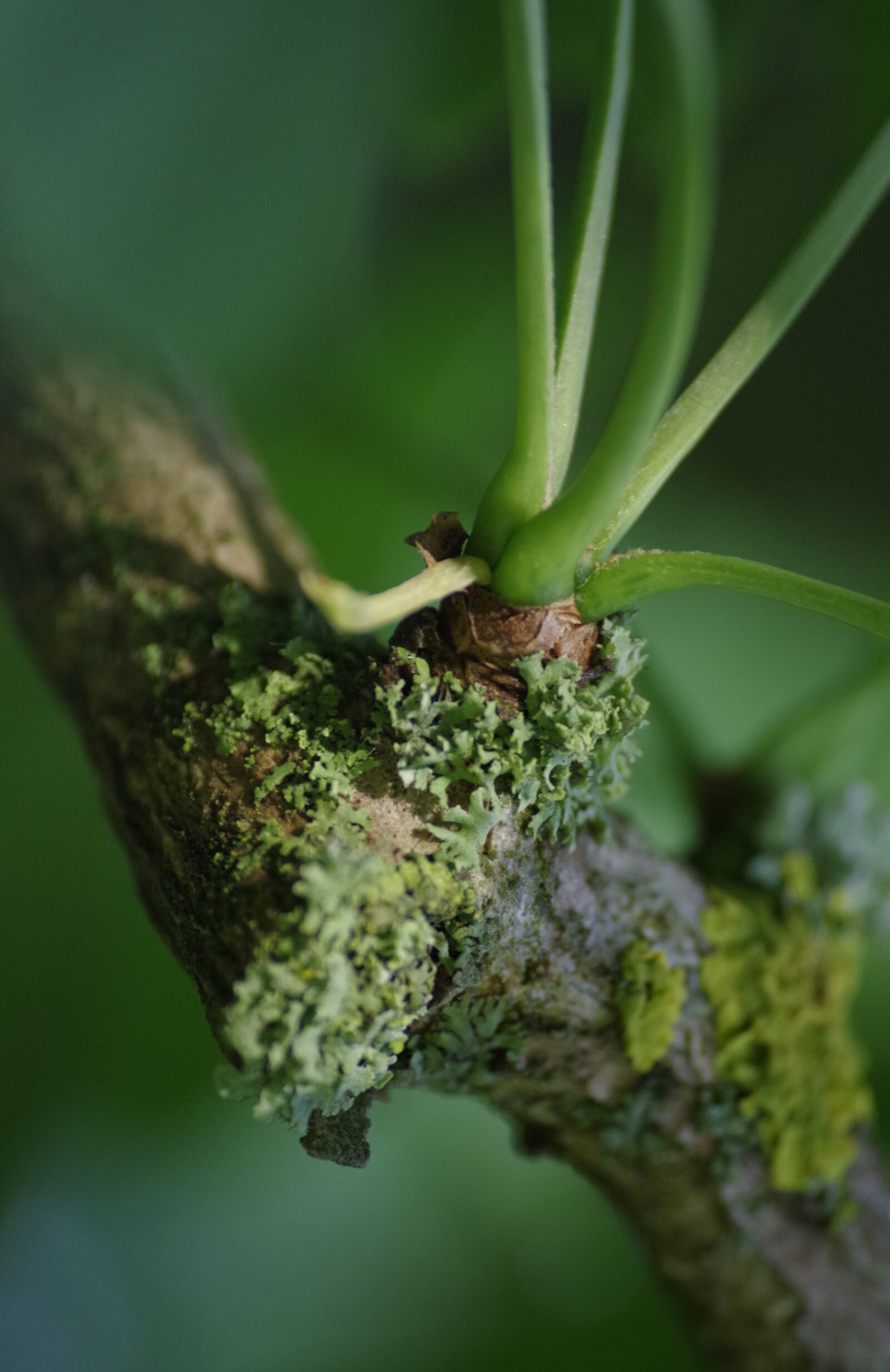Pentax K-30 sample photo. Tree, scion, shoots photography