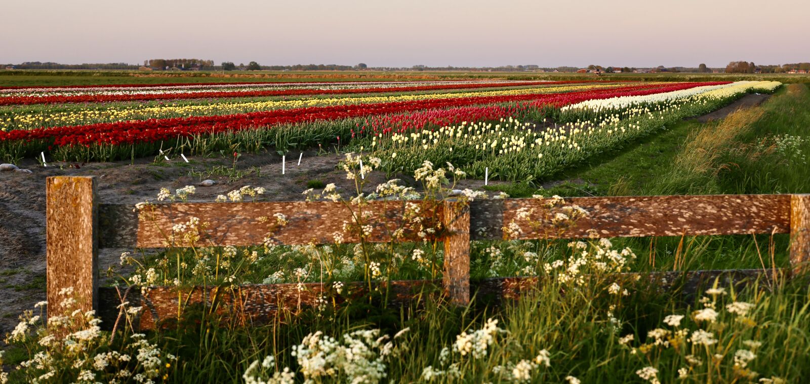 Canon EOS RP sample photo. Tulips, west-friesland, netherlands photography