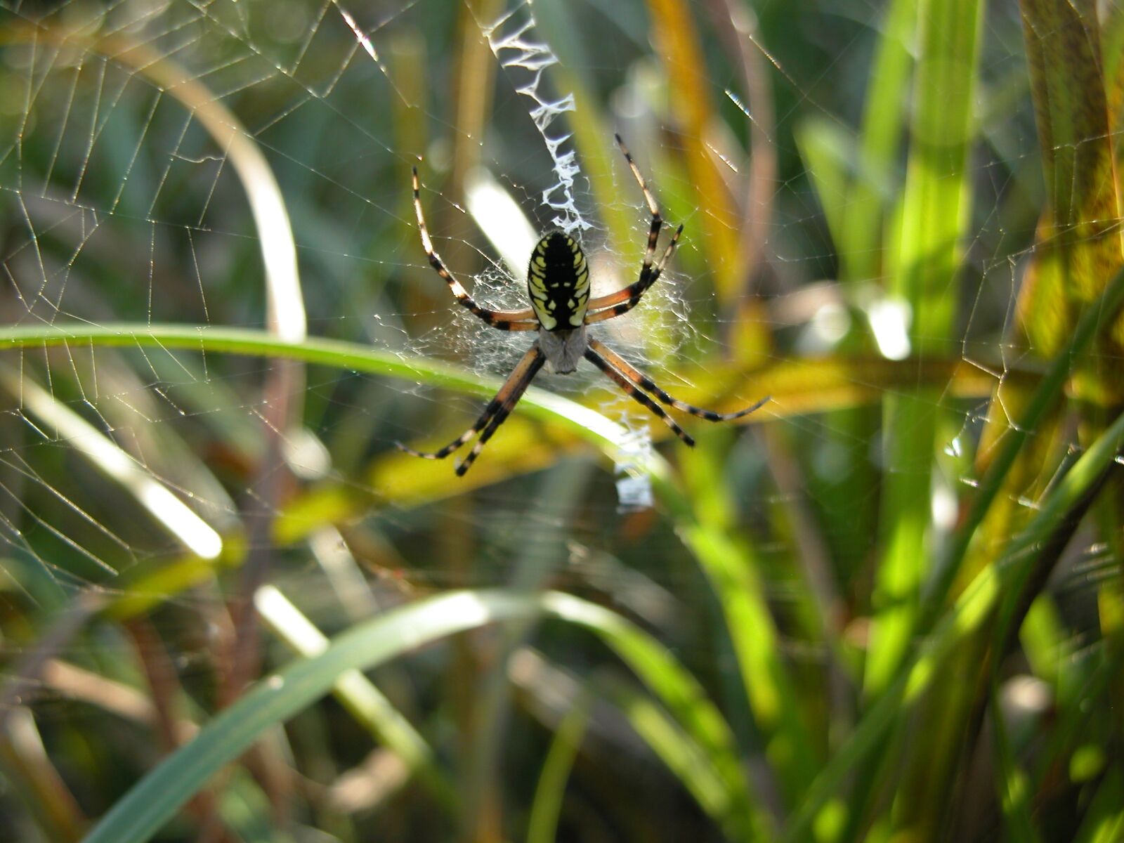 Nikon E5700 sample photo. Garden spider, web, arachnid photography