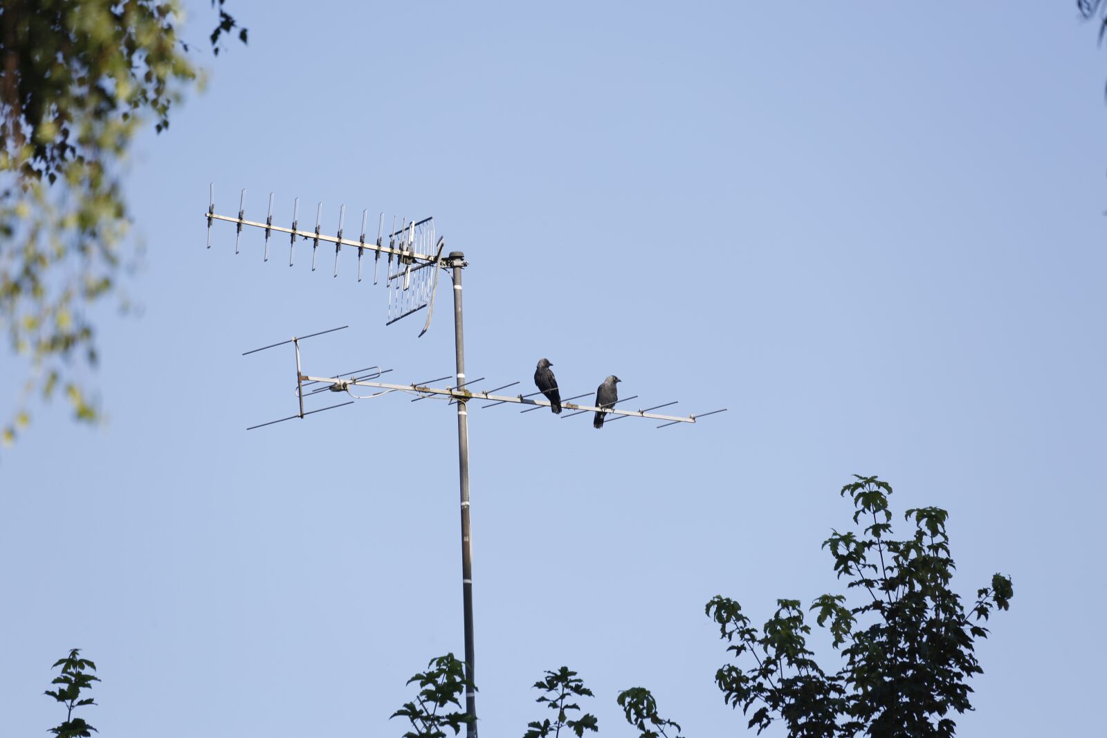 Canon EOS 5D Mark III + Canon EF 100-400mm F4.5-5.6L IS USM sample photo. Jackdaws, antenna, sit photography