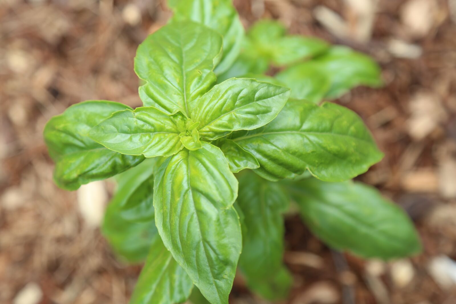Canon EOS 6D + Canon EF 24-105mm F4L IS USM sample photo. Basil, green plant, herbs photography