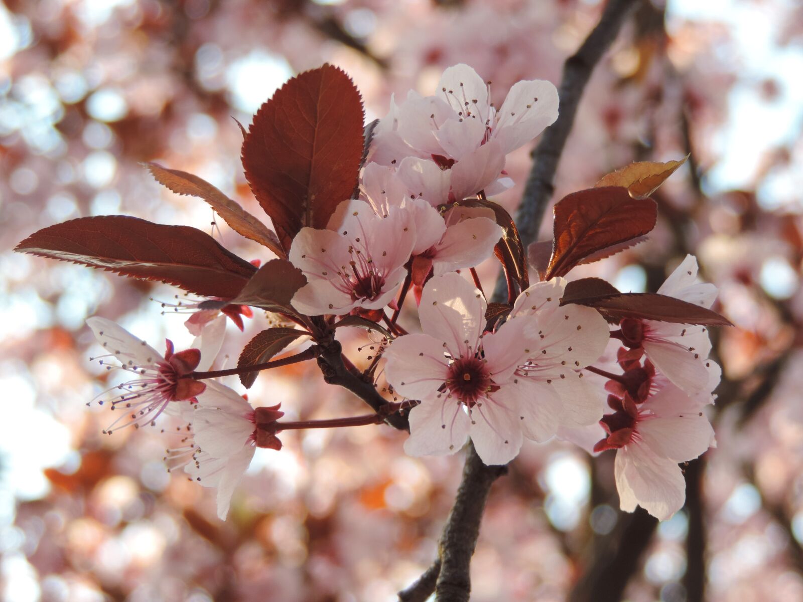 Nikon Coolpix P520 sample photo. Flower, spring, spring flower photography