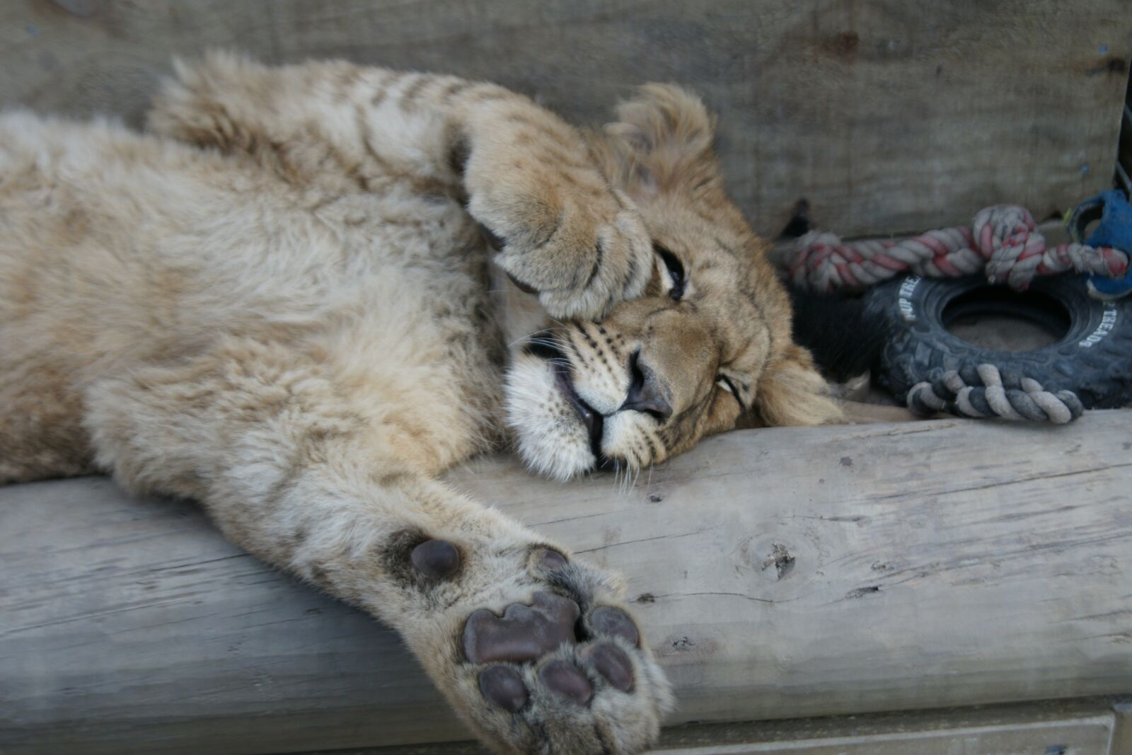 Sony Alpha DSLR-A700 sample photo. Lion, animal, cat photography
