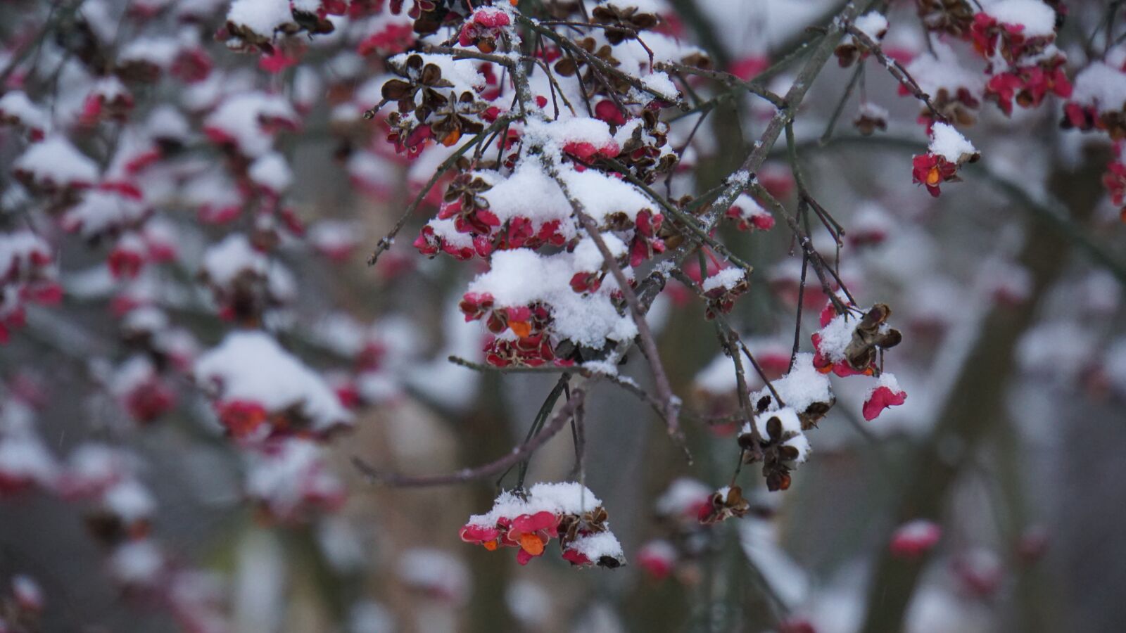 Sony a6000 sample photo. Winter, snow, berries photography
