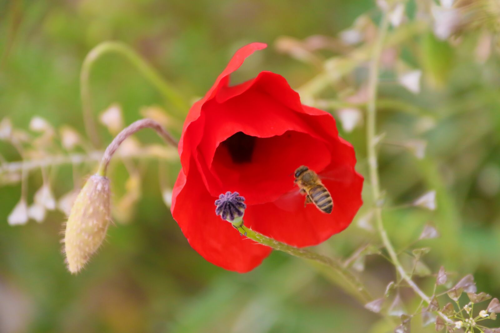 Canon EOS 70D + Canon EF-S 18-200mm F3.5-5.6 IS sample photo. Poppy, flower, red photography