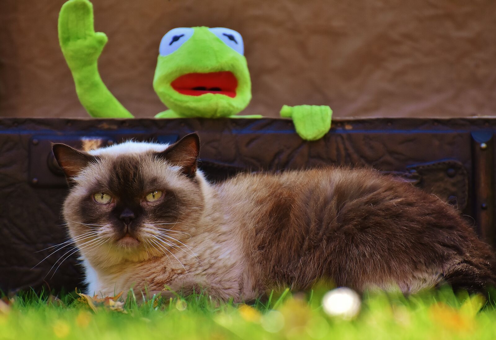Nikon D7200 sample photo. Kermit, cat, british shorthair photography