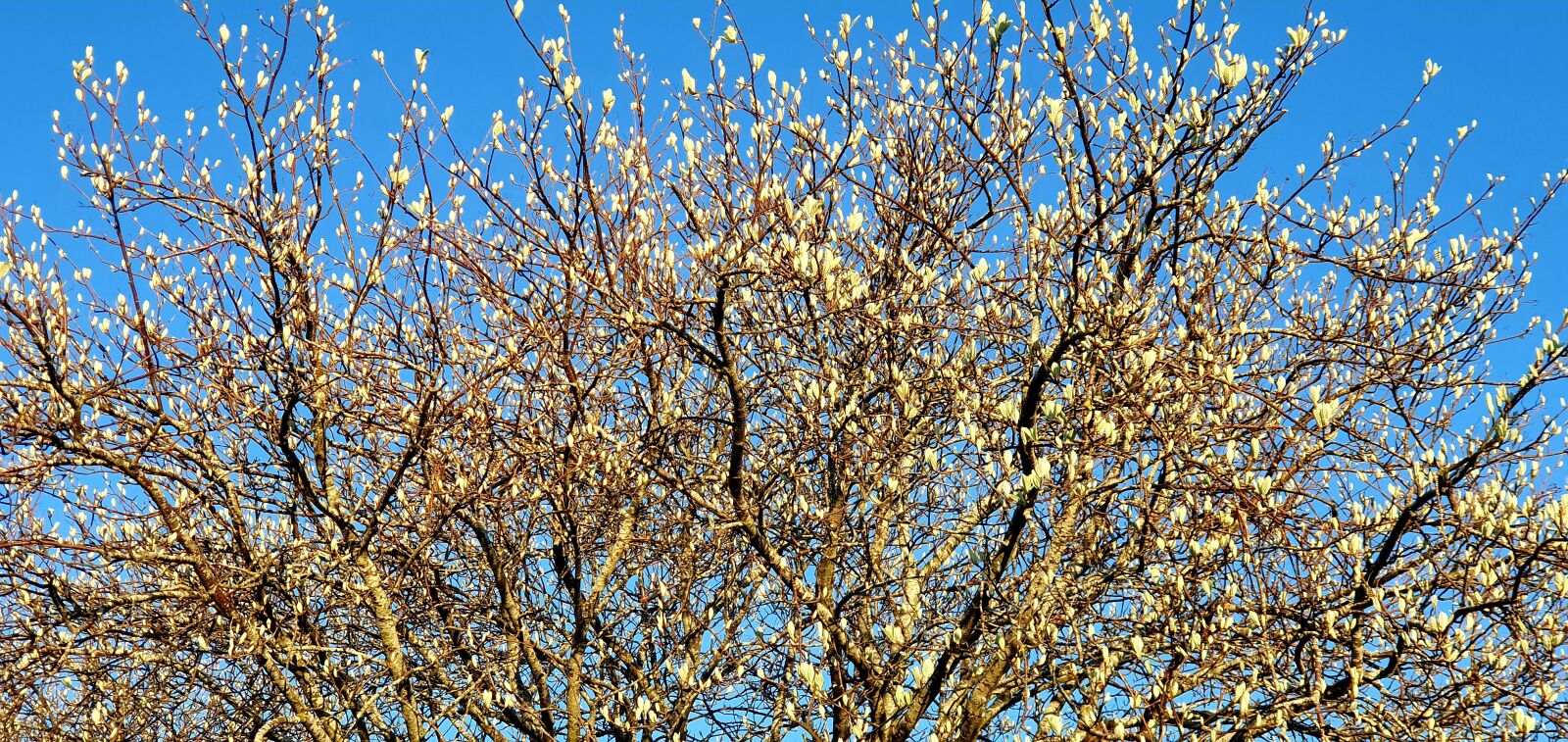Samsung Galaxy S10+ sample photo. Tree, spring, blossom photography