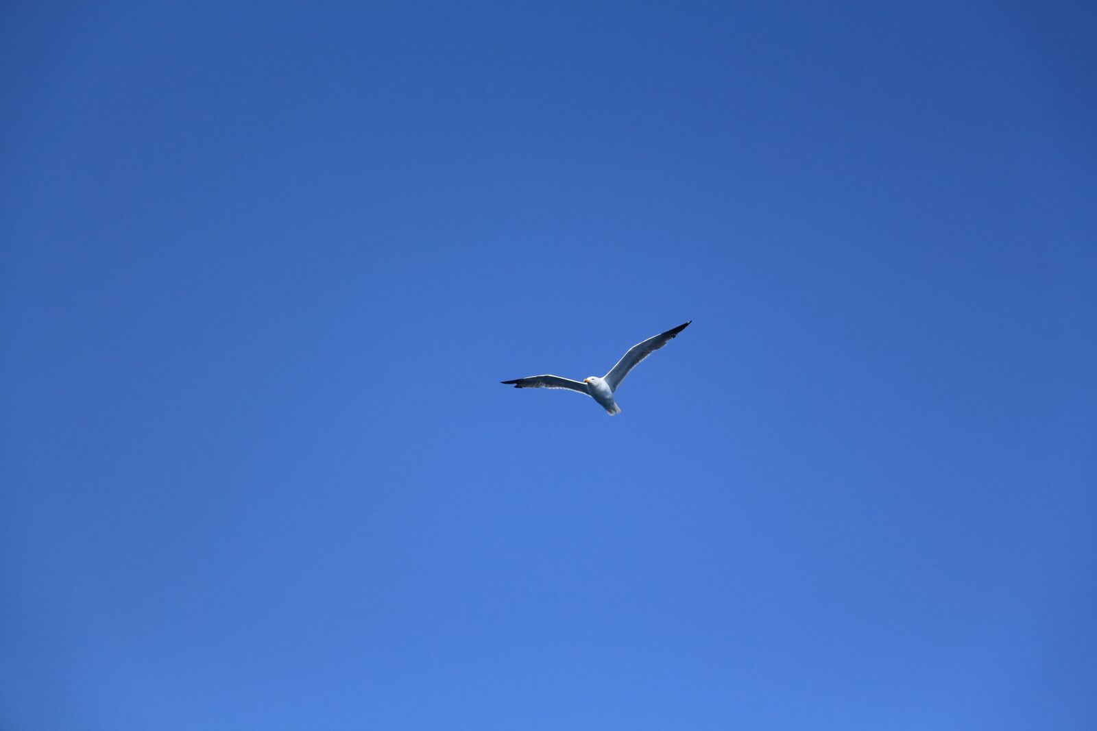 Canon EOS 650D (EOS Rebel T4i / EOS Kiss X6i) sample photo. Tenerife, seagull, bird photography
