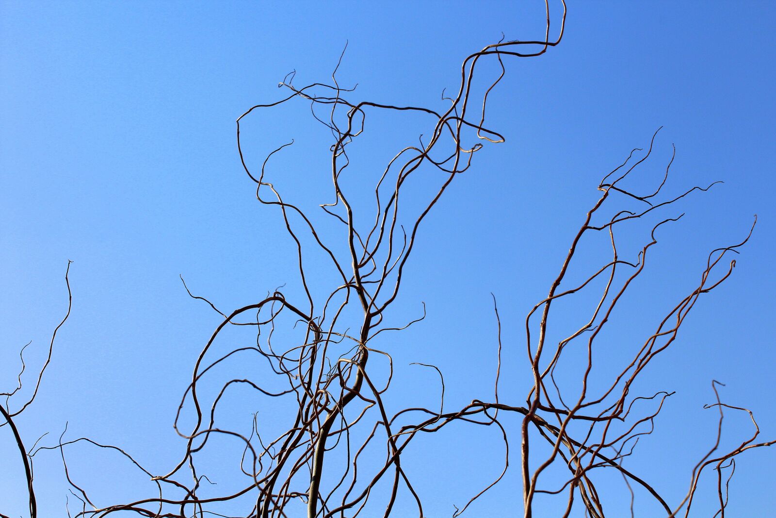 Canon EOS 1200D (EOS Rebel T5 / EOS Kiss X70 / EOS Hi) sample photo. Tree, nature, no one photography
