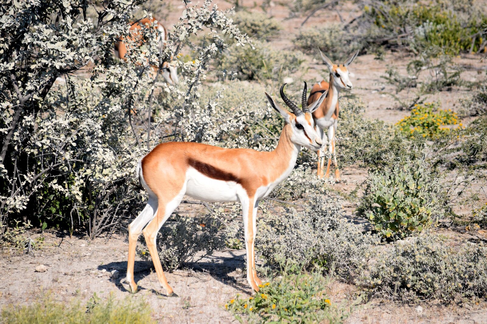 Nikon D5300 sample photo. Springbok, antelope, etosha photography