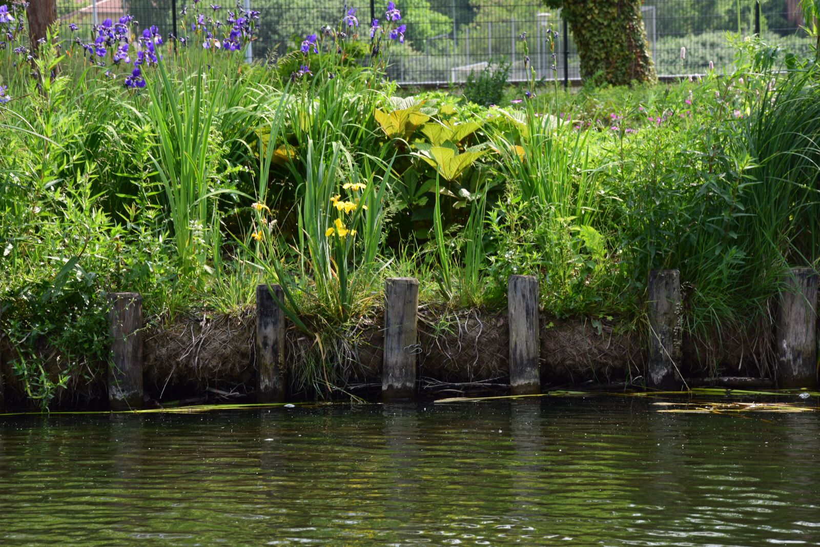 Nikon D5300 sample photo. Bank, plant, water photography