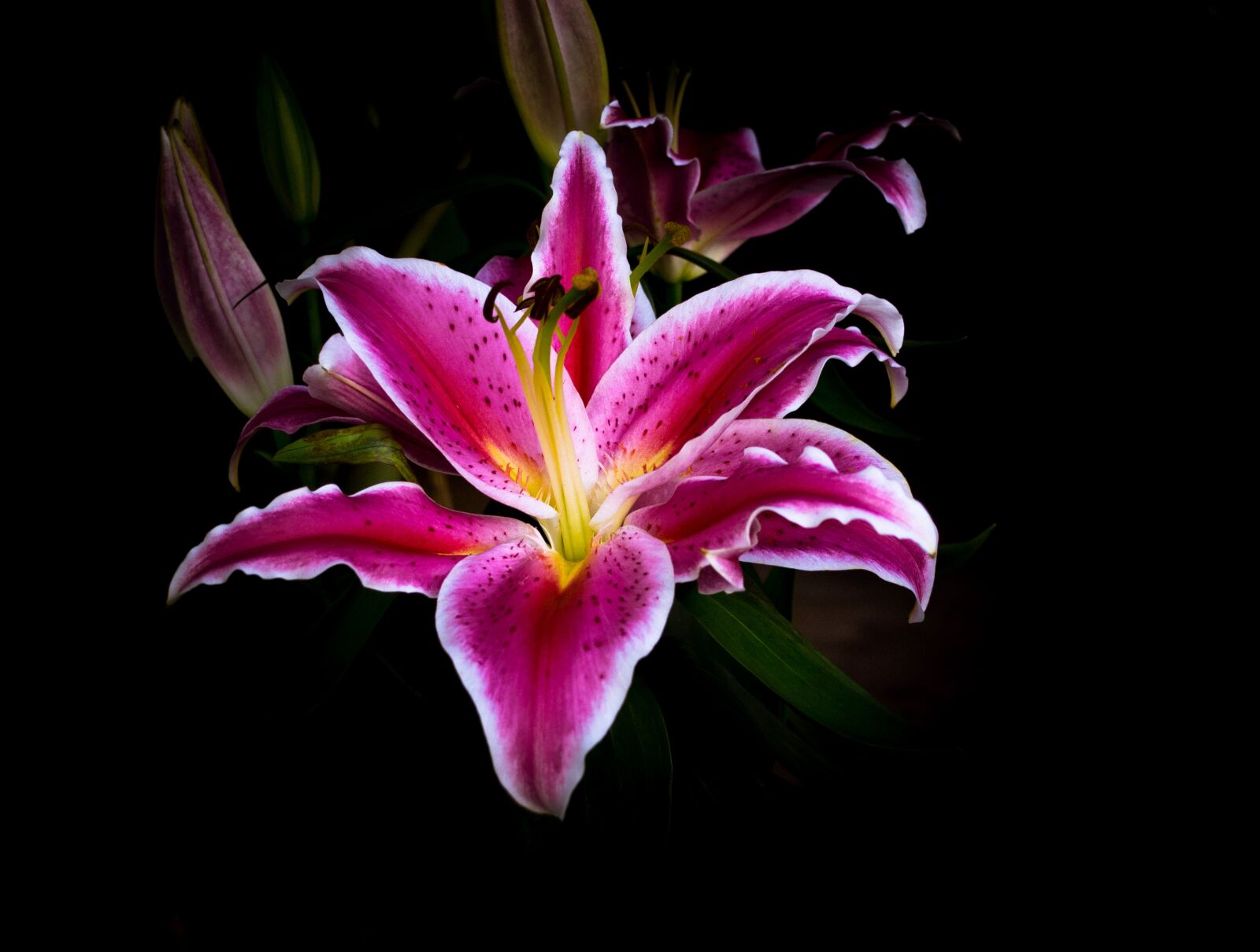 Nikon D3100 sample photo. Flower, lily, flower garden photography