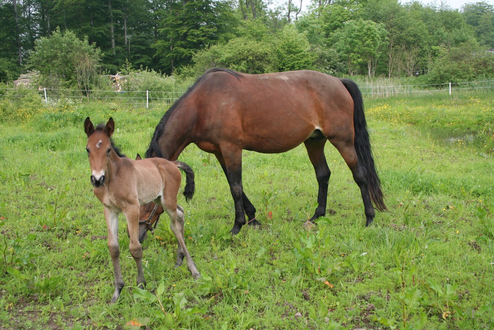 Canon EOS 350D (EOS Digital Rebel XT / EOS Kiss Digital N) sample photo. Foal, horse, horses photography