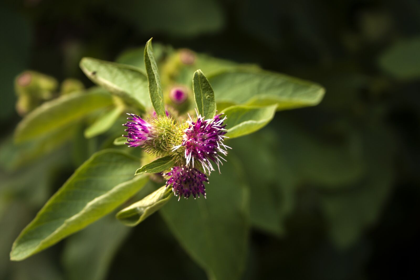 Canon EOS 1000D (EOS Digital Rebel XS / EOS Kiss F) sample photo. Flower, green, field photography