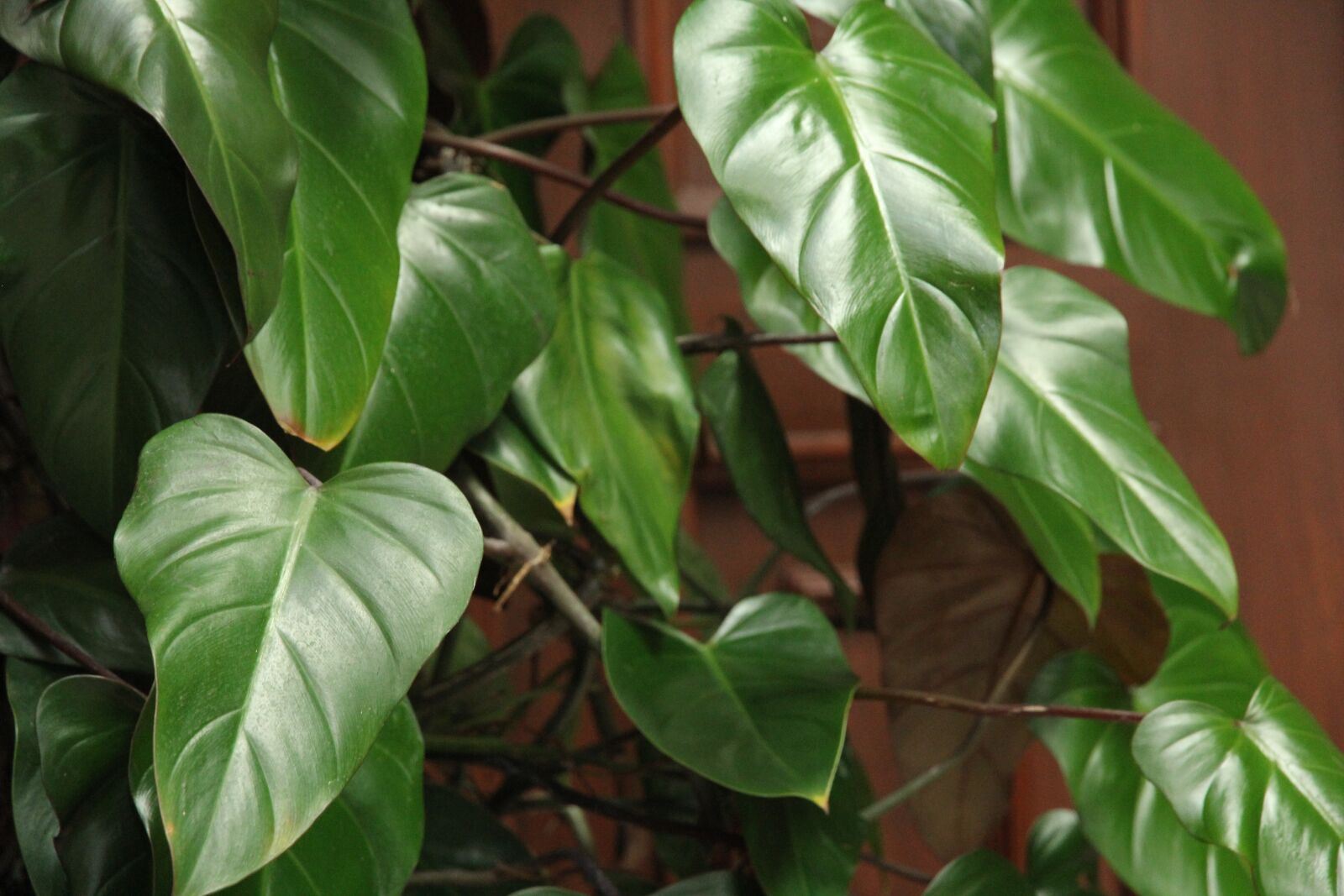 Canon EOS 60D sample photo. Leaf, plant, nature photography
