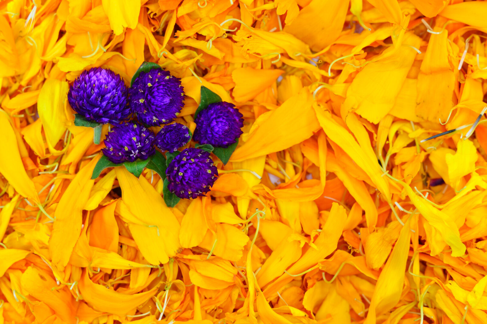 Nikon D3200 sample photo. Beauty, cempasuchil, colorful, floral photography