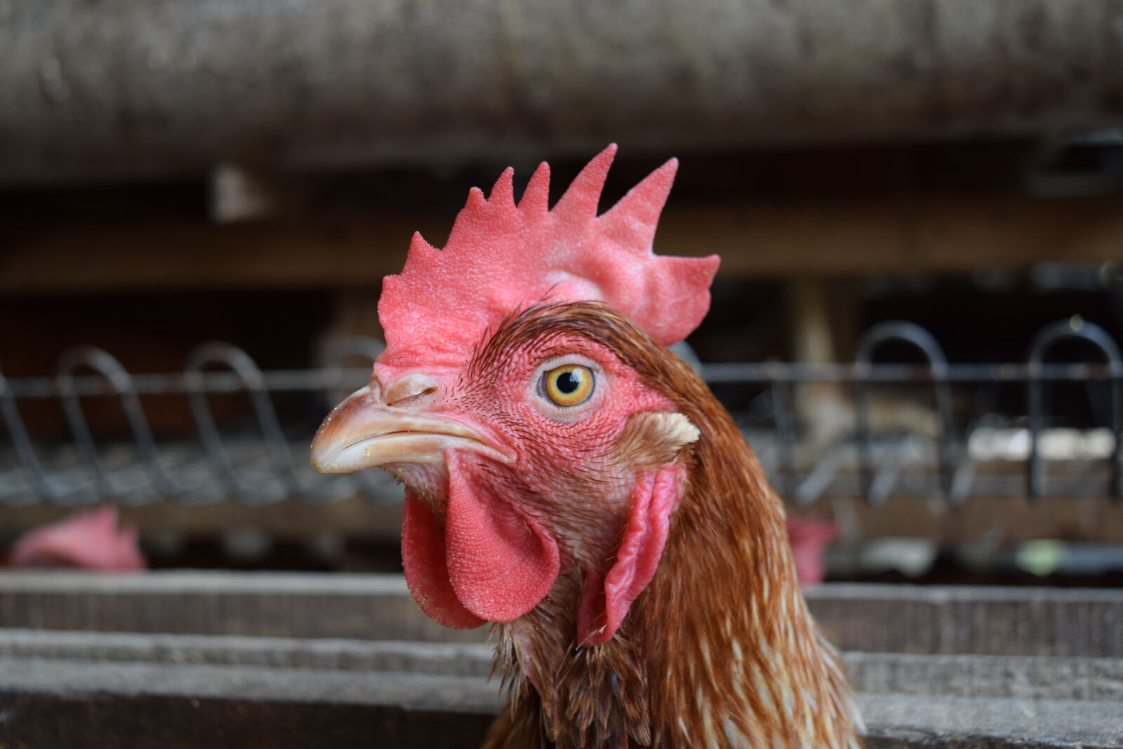 Nikon D3300 sample photo. Animal, animal, farming, animal photography