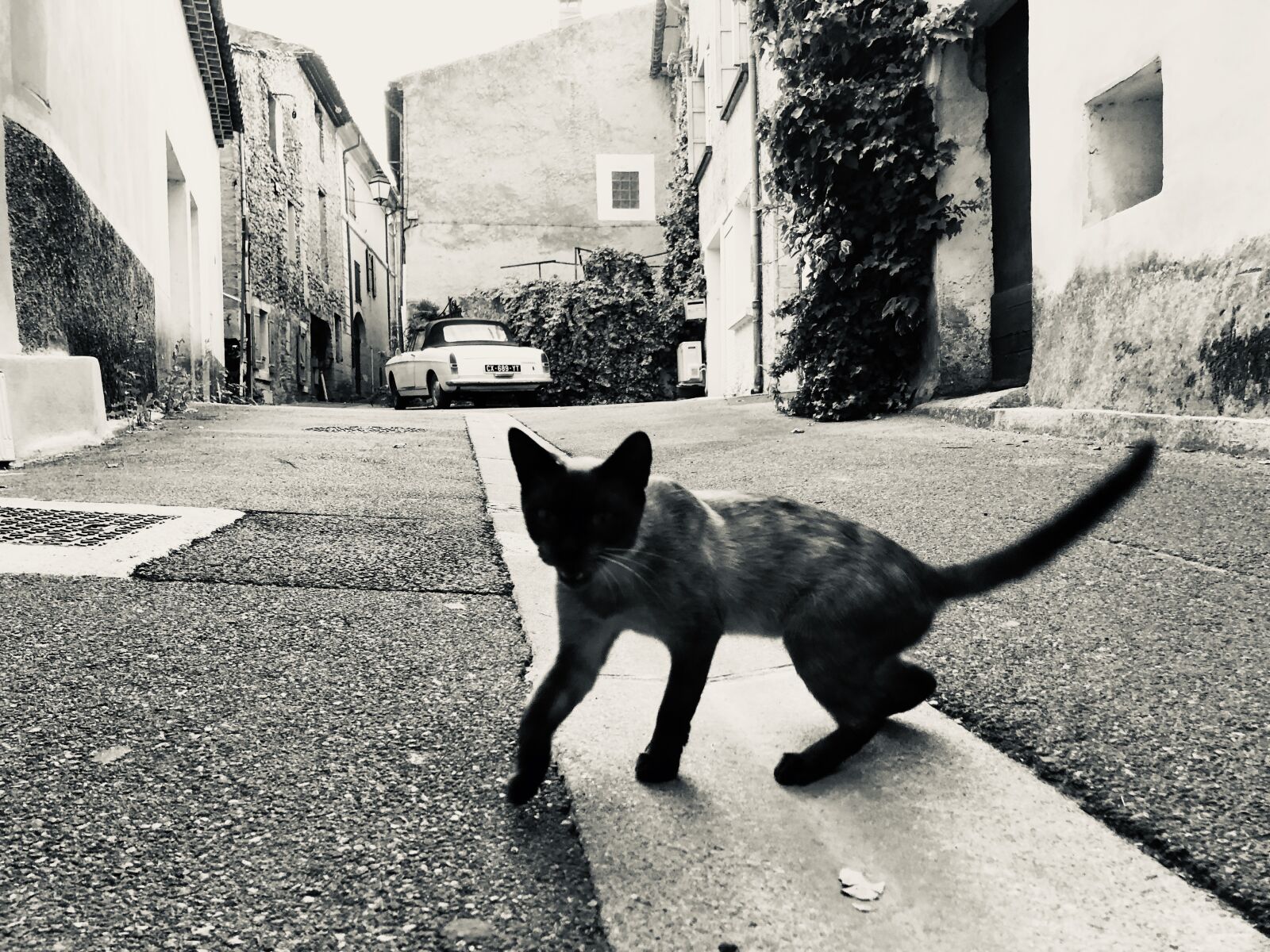 iPhone X back dual camera 4mm f/1.8 sample photo. Katze, cat, black photography