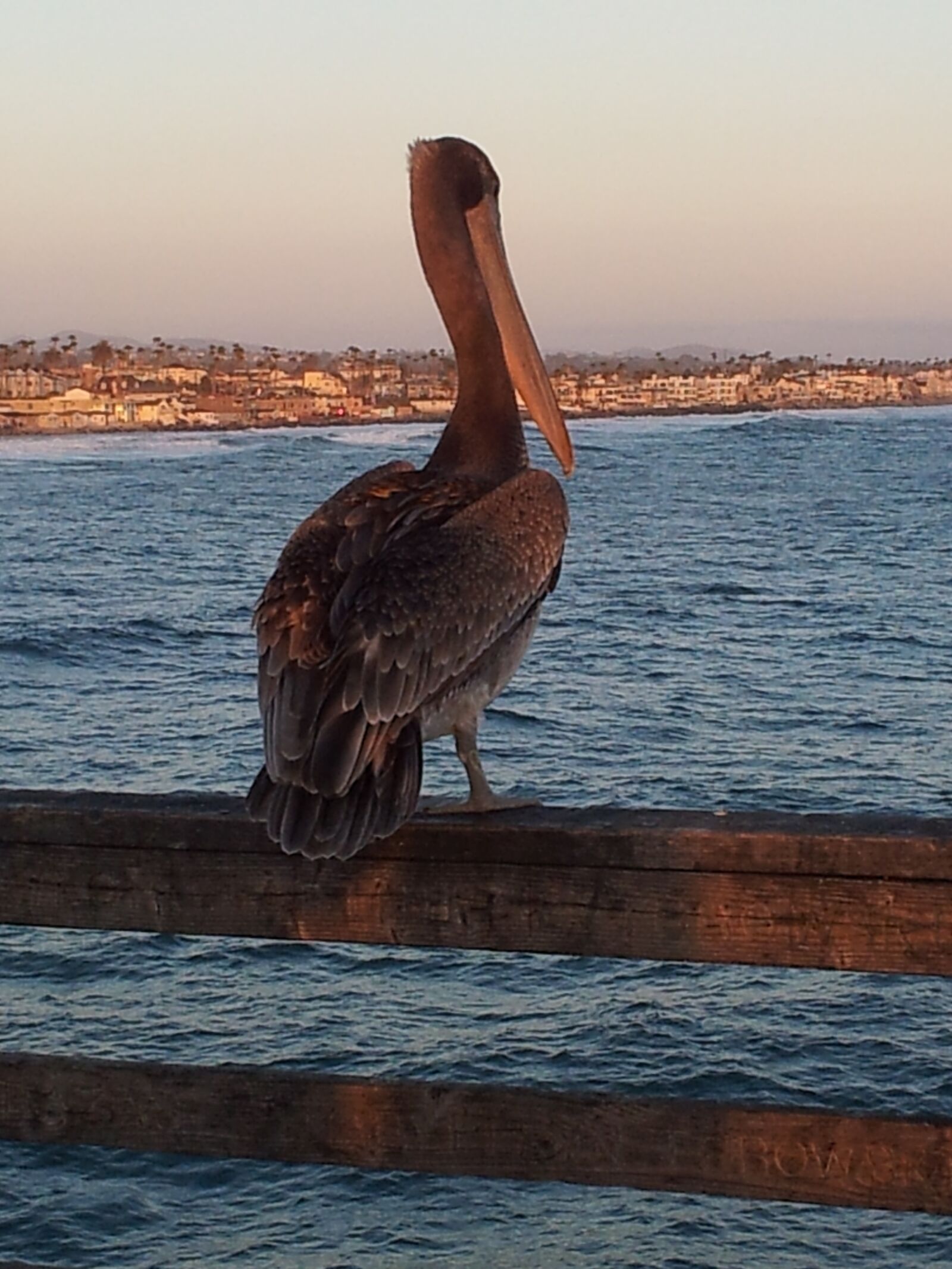 Samsung Galaxy S2 sample photo. Pelican, california, oceanside photography