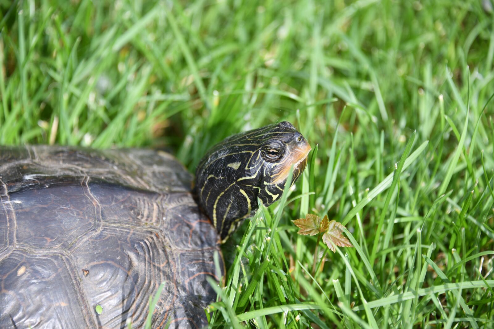 Nikon D850 sample photo. Turtle, reptile, grass photography