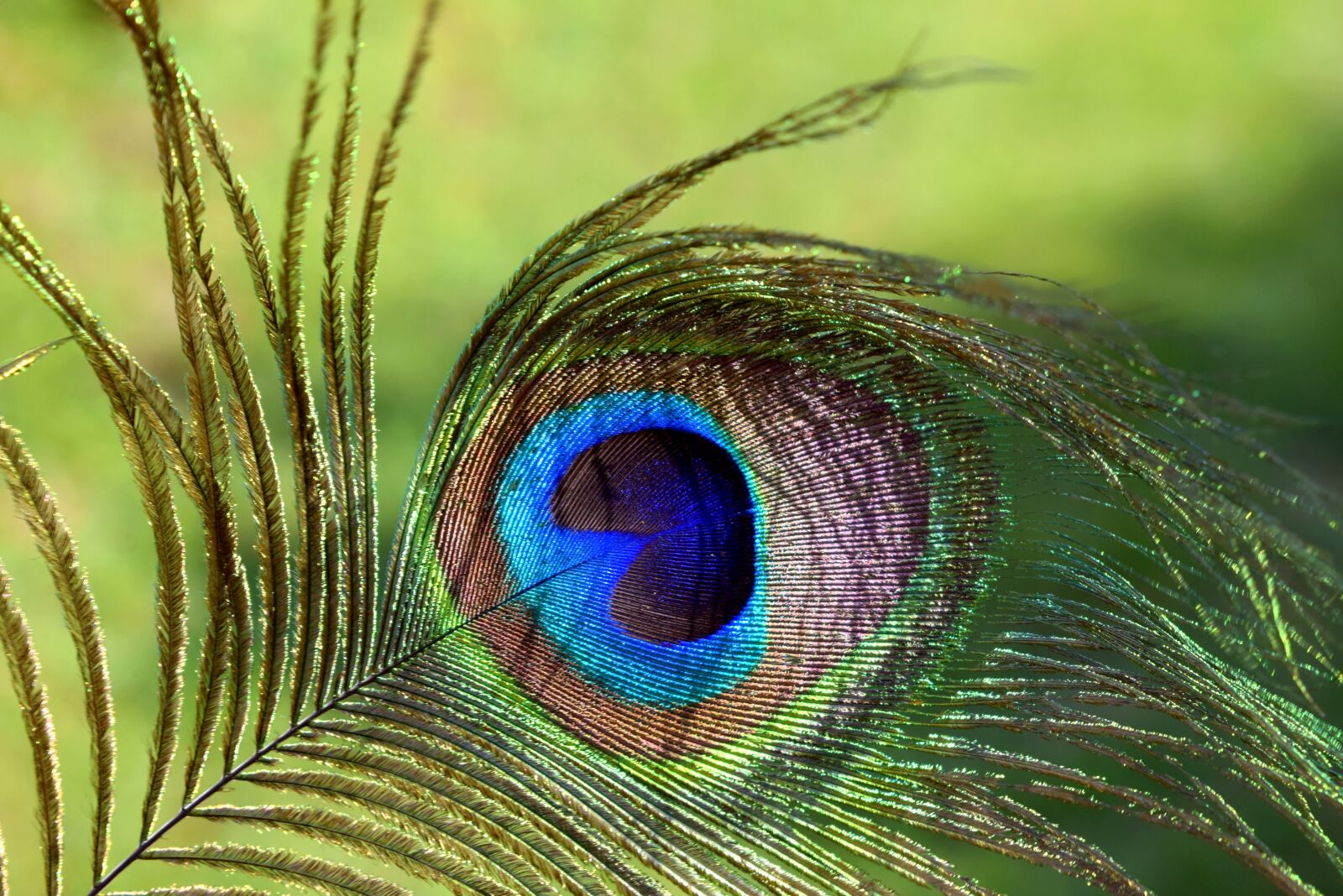 Nikon D3300 sample photo. Nature, feather, blue photography