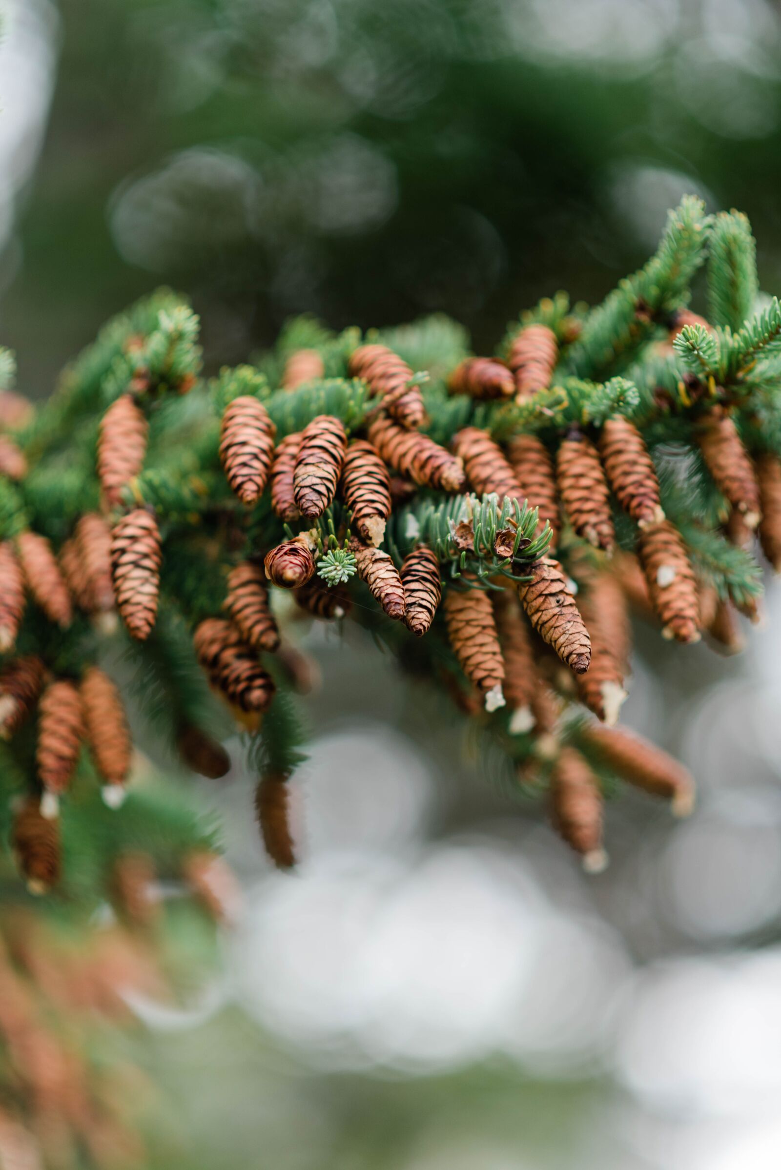 Nikon D750 sample photo. Pinecones, winter, fall photography